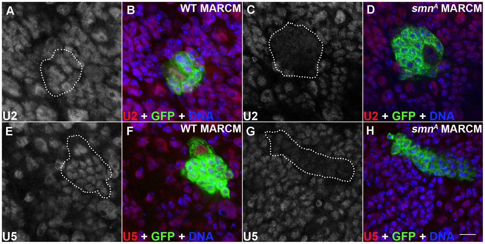 snRNP levels are reduced in SMN mutant MARCM clones.