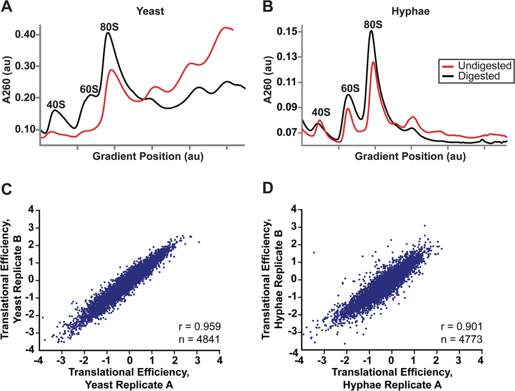 Successful adaptation of ribosome profiling to <i>Histoplasma</i>.