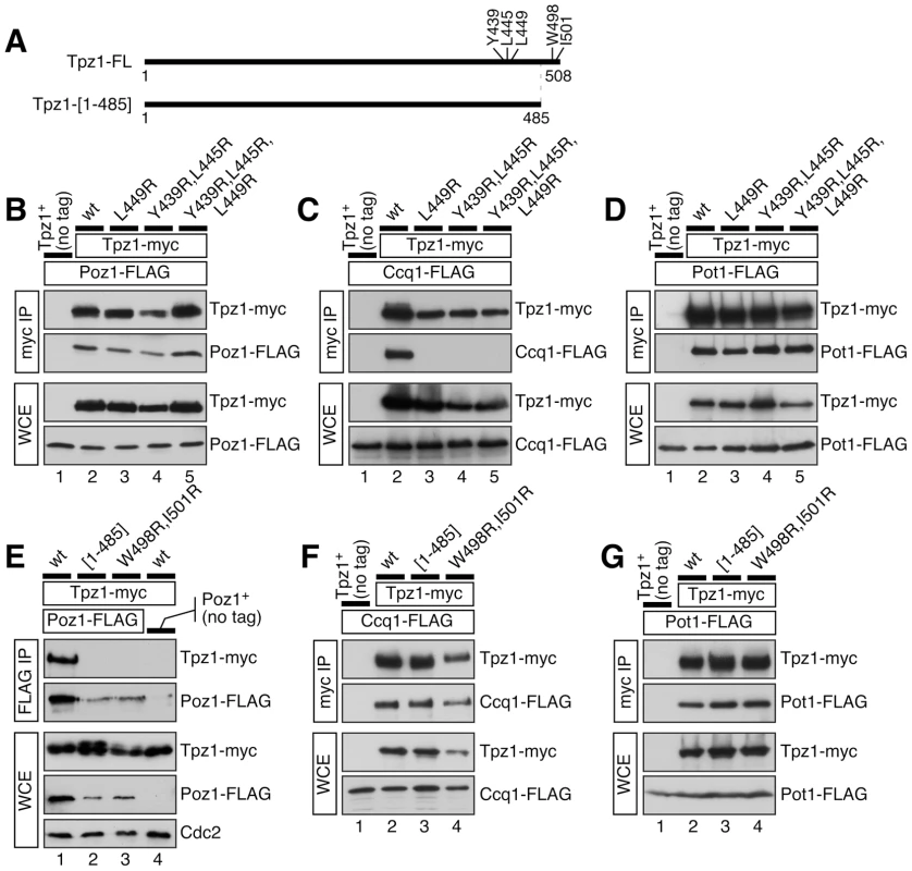 Co-IP experiments to examine how various Tpz1 mutations affect Tpz1-Poz1, Tpz1-Ccq1 and Tpz1-Pot1 interactions in fission yeast cells.