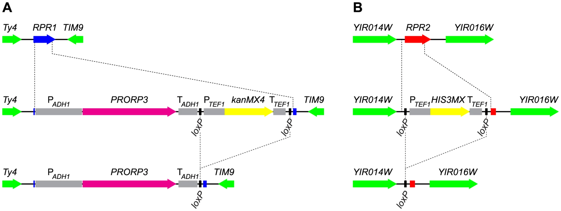 Gene replacement and deletion strategy: substitution of <i>RPR1</i> by <i>PRORP3</i> and deletion of <i>RPR2</i>.