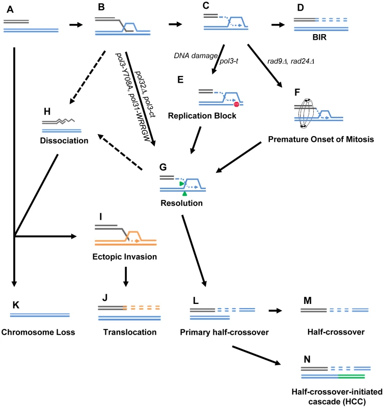 Model for BIR-induced genetic instabilities.