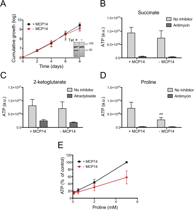 ATP production by crude mitochondria from TbMCP14 conditional knock-out procyclic forms.
