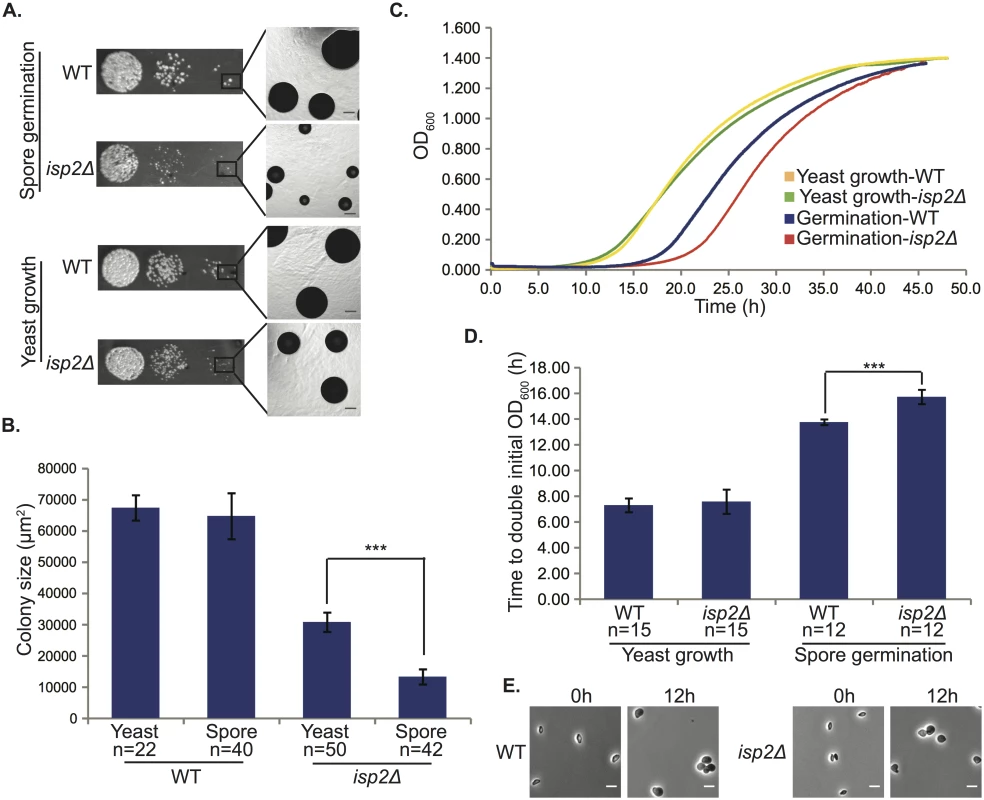 <i>isp2Δ</i> spores show a delay in germination.