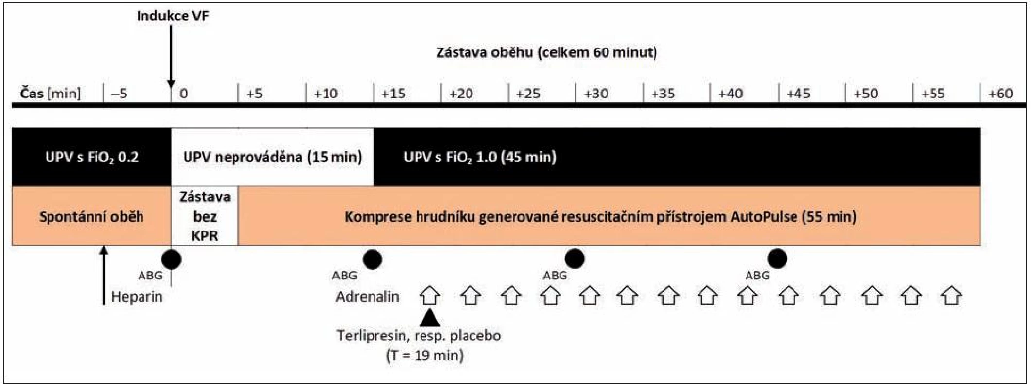 Časový průběh experimentu
Bílé šipky znázorňují aplikaci jednotlivých dávek adrenalinu, černá šipka označuje podání terlipresinu ve skupině TER, respektive placeba ve skupině ADR.
Zkratky: ABG – odběr vzorků na vyšetření krevních plynů, FiO<sub>2</sub> – inspirační frakce kyslíku ve vdechované směsi, UPV – umělá plicní ventilace, VF – fibrilace komor
