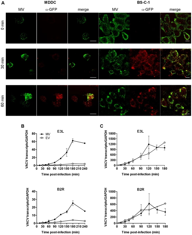 The release of VACV cores and initiation of viral gene expression is delayed in DCs compared to BS-C-1 cells.