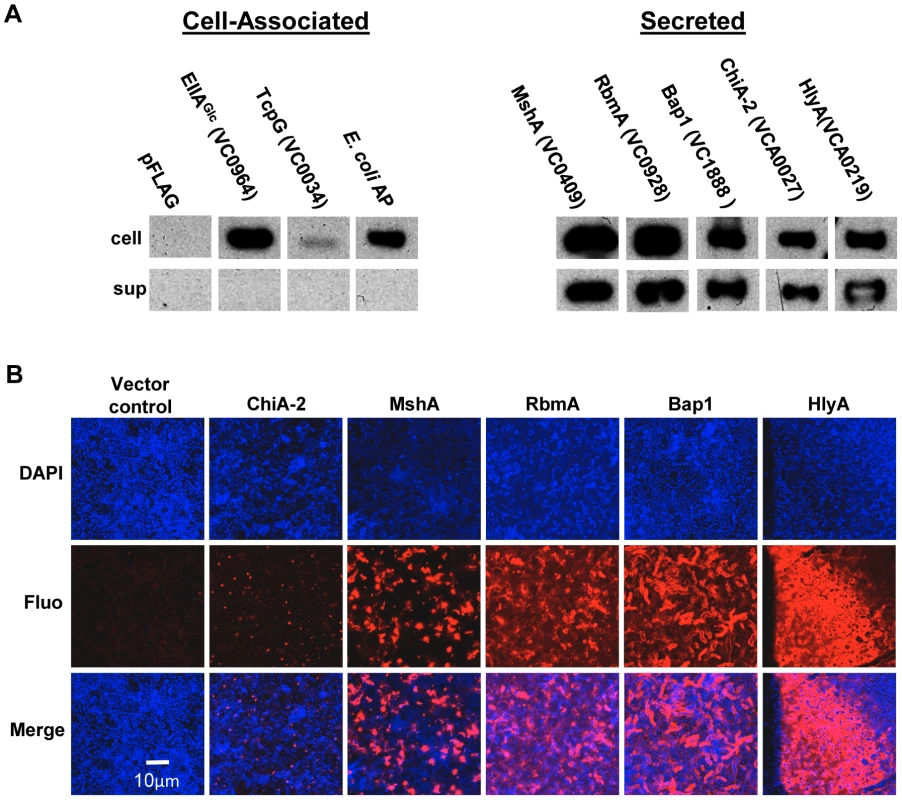 Secreted proteins identified in proteomic analyses are retained in the biofilm matrix.