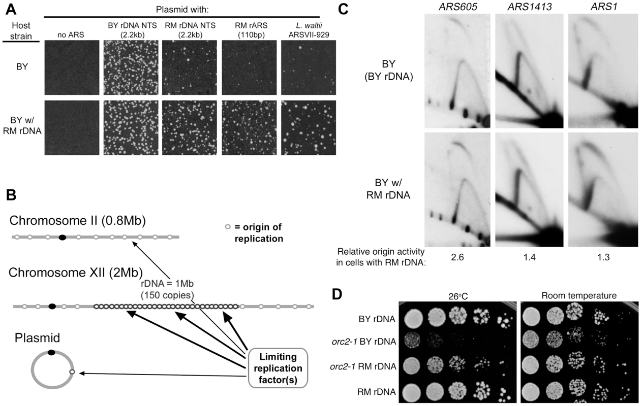 rDNA and genome replication.