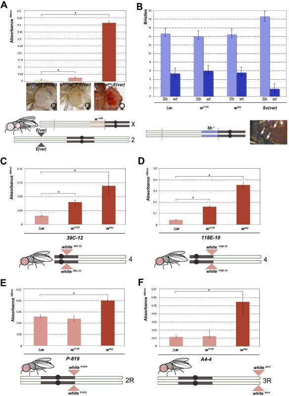 Effect of <i>w*</i> alleles on <i>E(var)</i>, <i>Sb</i><sup><i>v</i></sup> and <i>w</i> variegating autosomal insertions.
