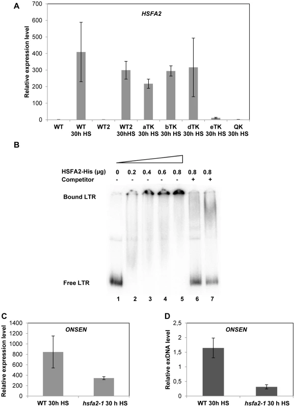 HSFA2 acts downstream of HSFA1 and is able to bind to the <i>ONSEN</i> LTR.