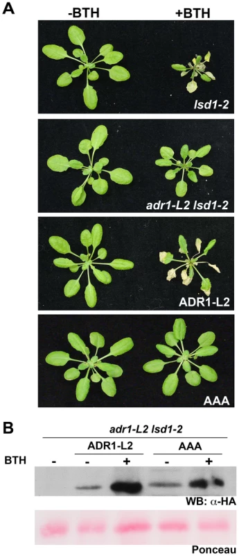 The requirement for ADR1-L2 in <i>lsd1</i> rcd is P-loop dependent.