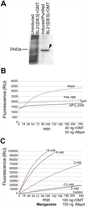 <i>In vitro</i> methylation of recombinant <i>A</i>. <i>phagocytophilum</i> proteins by rOMT and catalytic effect of metal ions.