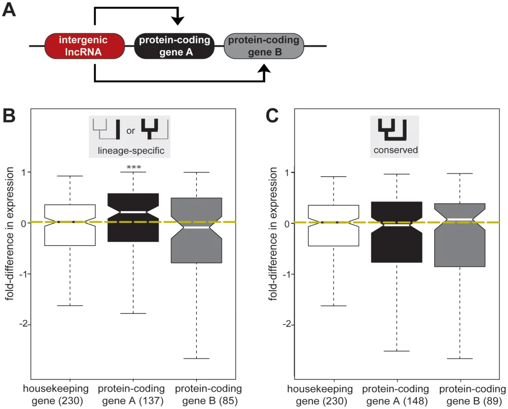 Lineage-specific intergenic lncRNAs are associated with increased expression of genomically adjacent protein-coding genes.