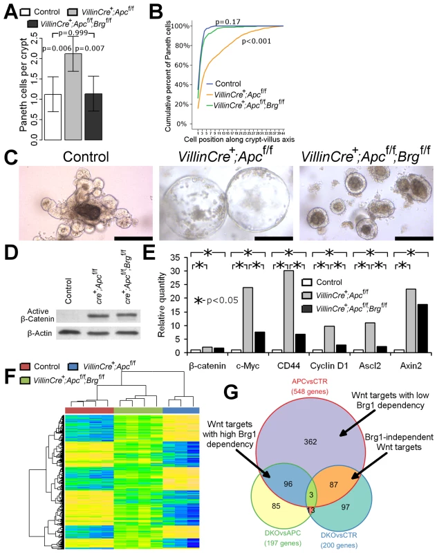 Brg1 loss attenuates Wnt target gene expression and prevents mislocalisation of Paneth cells and formation of aberrant organoids.
