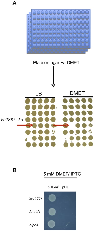 Identification and complementation of PBP1A pathway mutants using a chemical genetic screen.