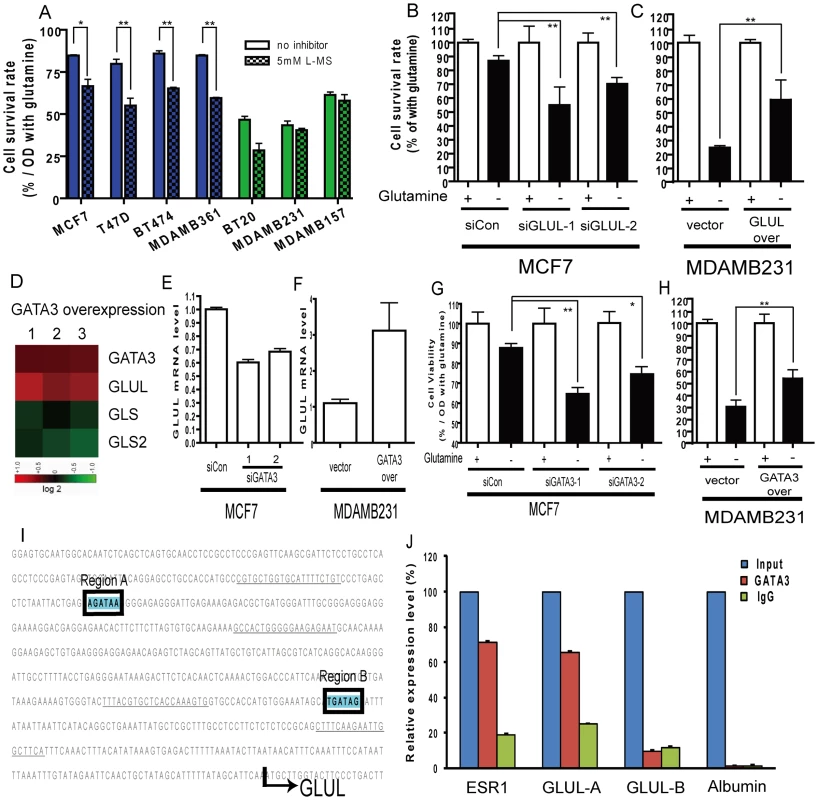 Contribution of luminal expression of GLUL and GATA3 to the glutamine-independence phenotype.