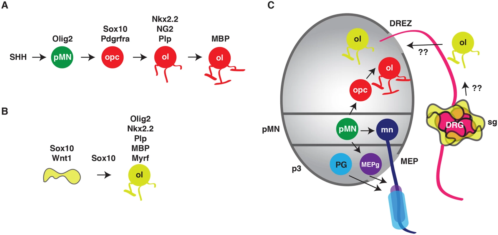 Conversion of satellite glia into oligodendrocyte-like cells.