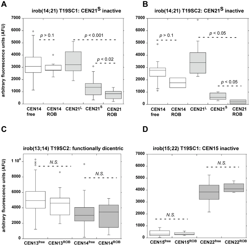 Reduction in α-satellite DNA FISH signals suggests that partial centromeric deletion occurs at inactivated centromeres of iROBs.