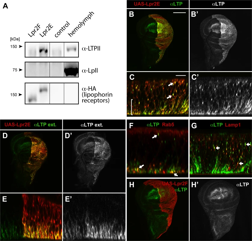 LTP is a ligand for a subset of lipophorin receptor isoforms.