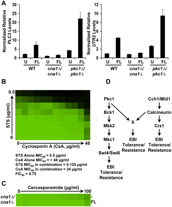 PKC signaling and calcineurin independently regulate tolerance to ergosterol biosynthesis inhibitors via a common target in <i>C. albicans</i>.