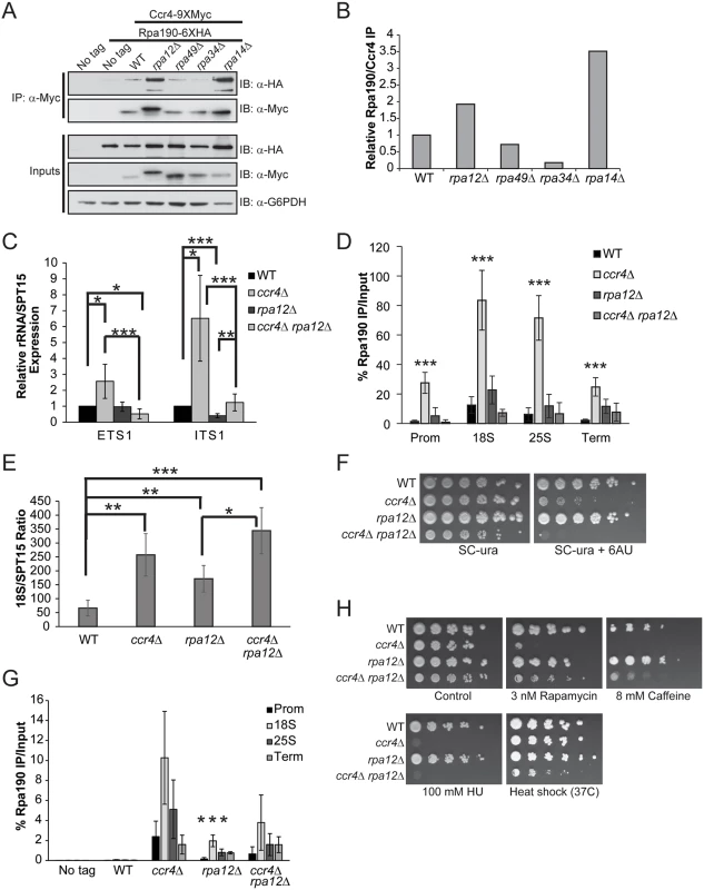 Pol I elongation subunits modulate Ccr4-Not interaction and the sensitivity of Ccr4-Not mutants to mTORC1 inhibition.