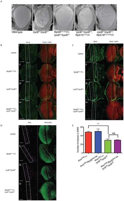 <i>RpS6</i> mutant suppresses the small rough eye phenotype of <i>cycE<sup>JP</sup></i>, but not through restoring CycE protein levels.