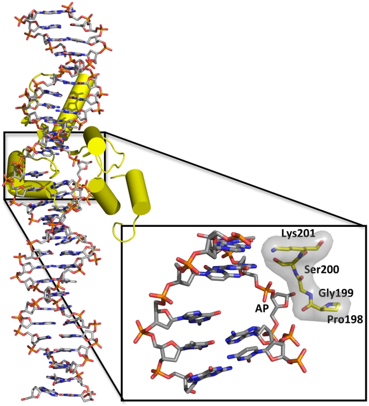 Overall structure of the complex of human TDG with DNA containing a G:5hmU mismatch (PDBID code 4FNC; <em class="ref">[9]</em>) and close-up of the resulting abasic site (AP) everted from the double helix.