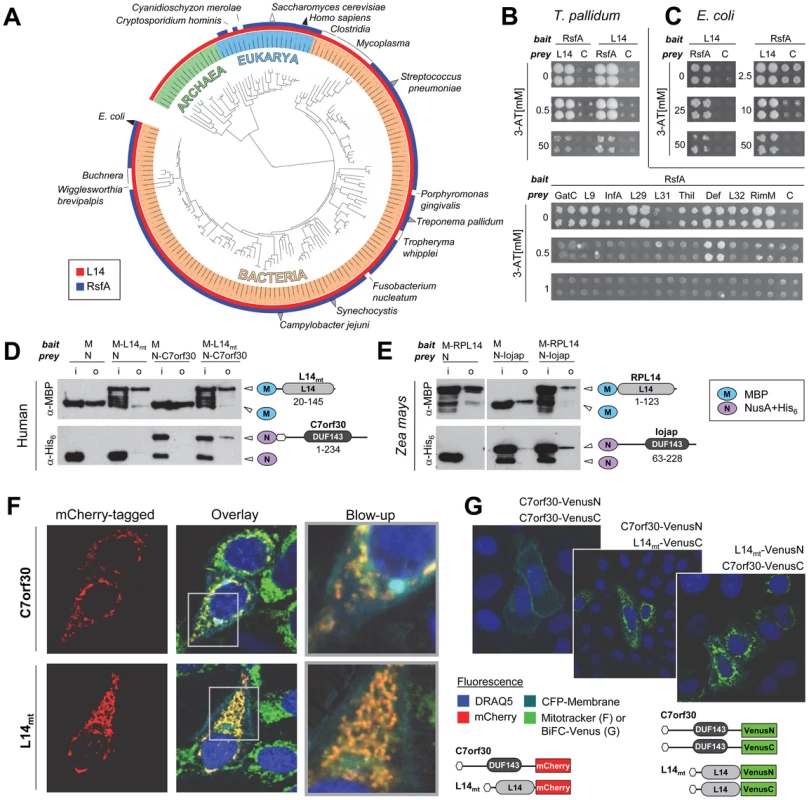 RsfA and L14 and their interaction are conserved in bacteria and eukaryotic organelles.