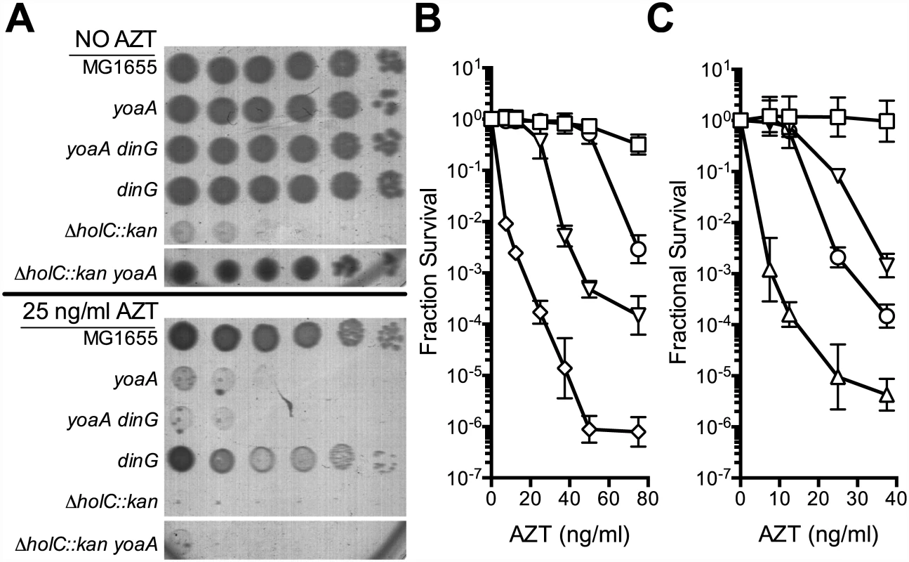 Survival of <i>holC</i>, <i>yoaA</i> and <i>dinG</i> mutants to AZT.