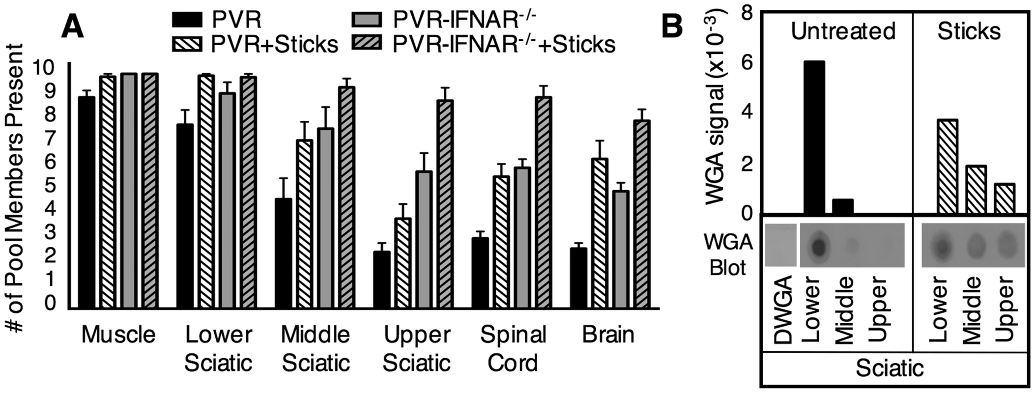 Quantification of retrograde axonal transport efficiency.