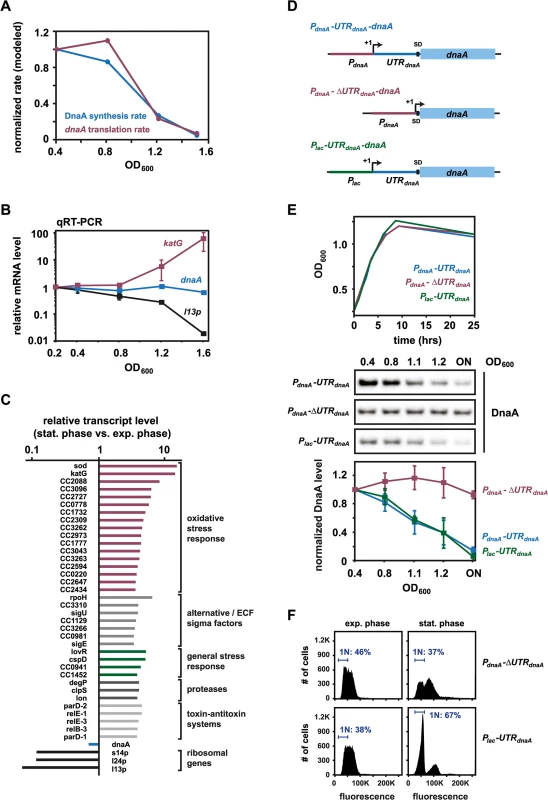 Reduced translation of <i>dnaA</i> accounts for the downregulation of DnaA abundance at the onset of stationary phase.