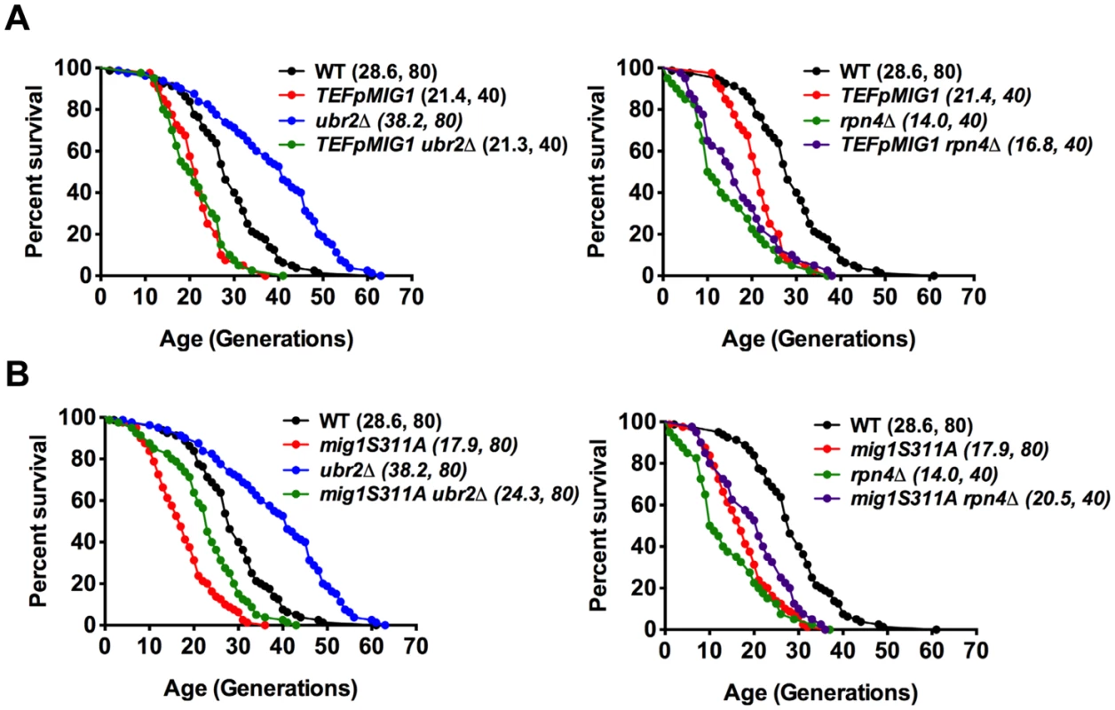 Overexpression of Mig1 as well as preventing Snf1-mediated Mig1 phosphorylation abrogates proteasome-mediated lifespan extension.