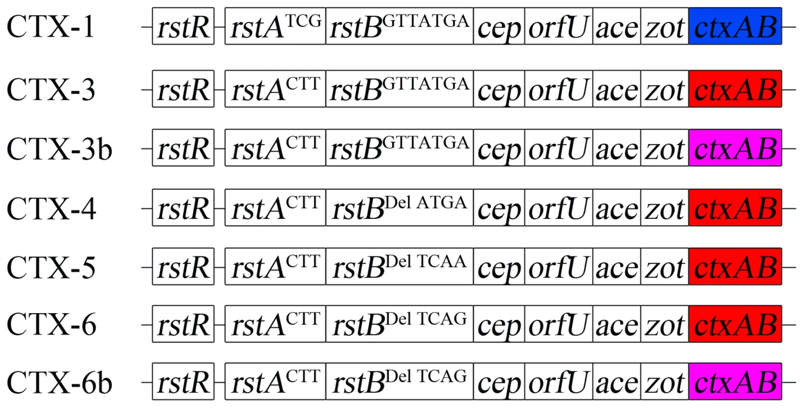Genetic map of CTX phages of <i>Vibrio cholerae</i> O1 El Tor Wave 3 atypical strains aligned with Wave 1 strain N16961 (genomes not shown to scale).
