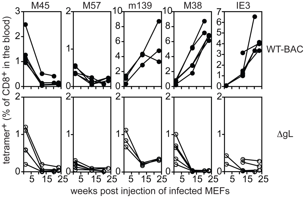 ΔgL MCMV must infect a cell population <i>in vivo</i>.