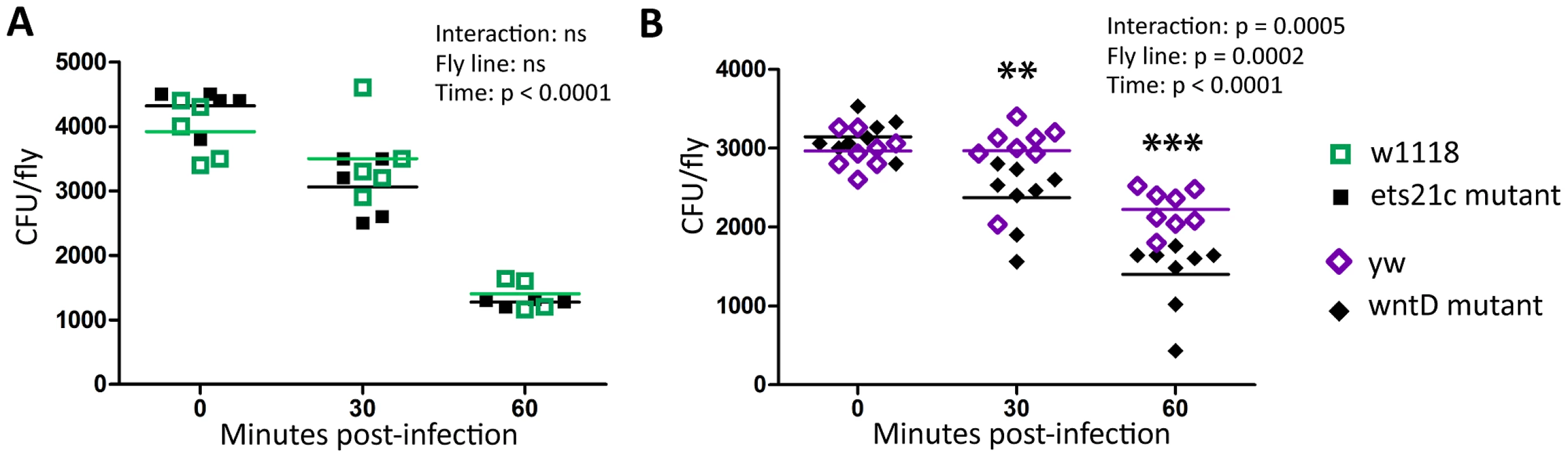 WntD mutants have increased ability to clear <i>E. coli.</i>