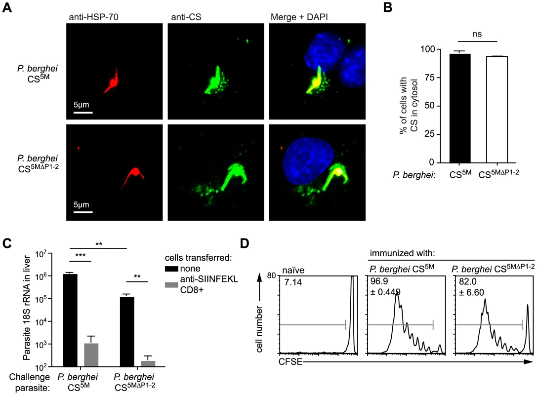 Pexel/VTS motifs are not required for the presentation of CD8+ epitopes in the CS protein.