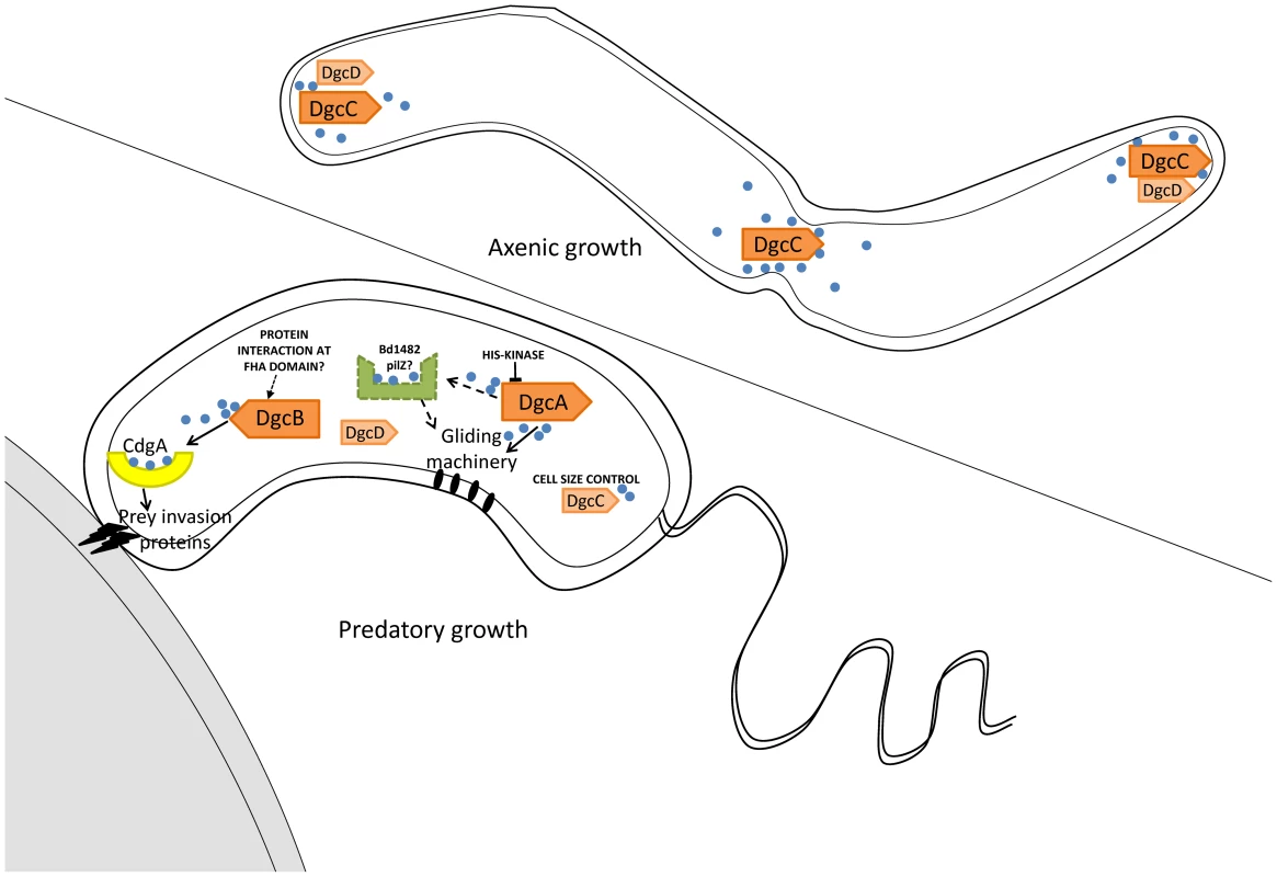 Summary of GGDEF domain protein activities in <i>B. bacteriovorus</i> HD100 lifestyles.