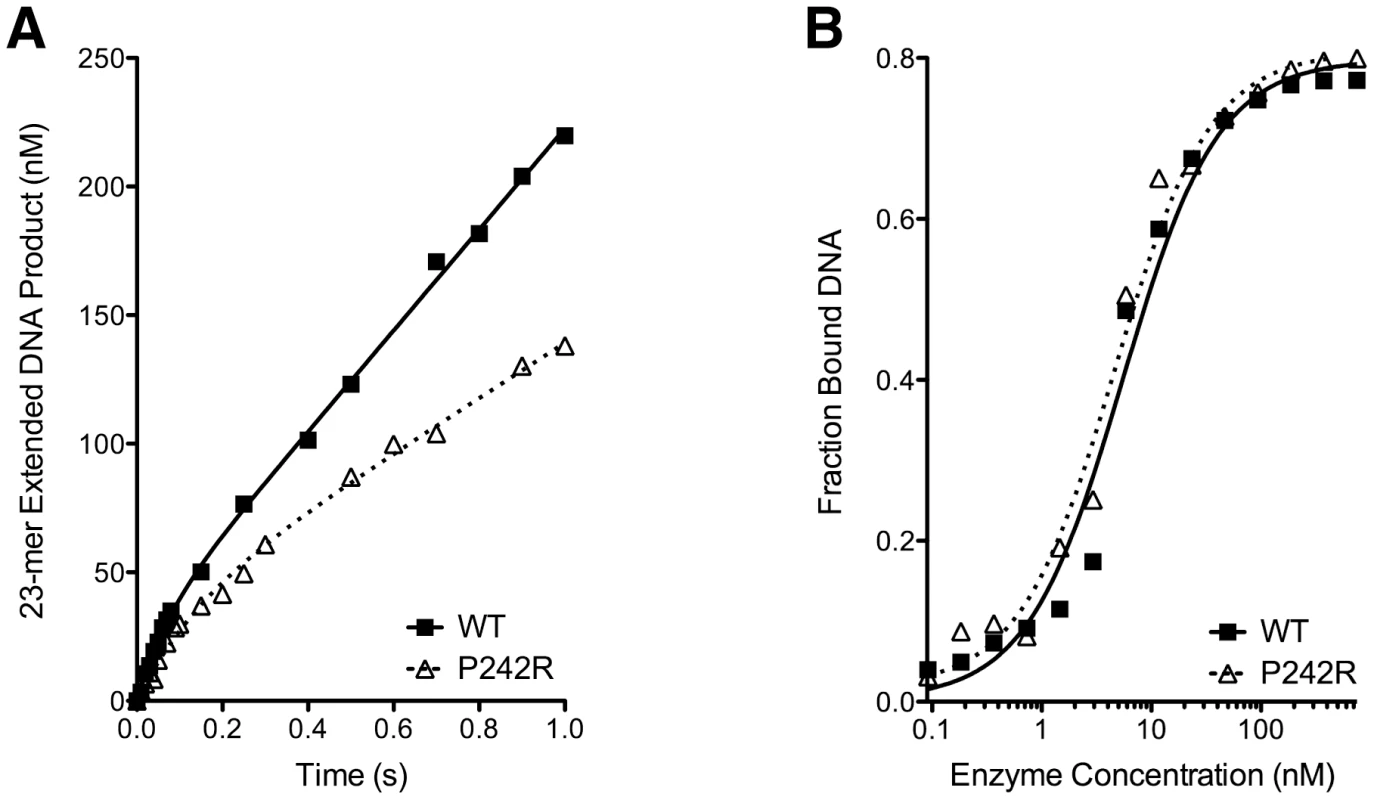 The P242R germline variant of Pol β is slow and binds DNA tightly.