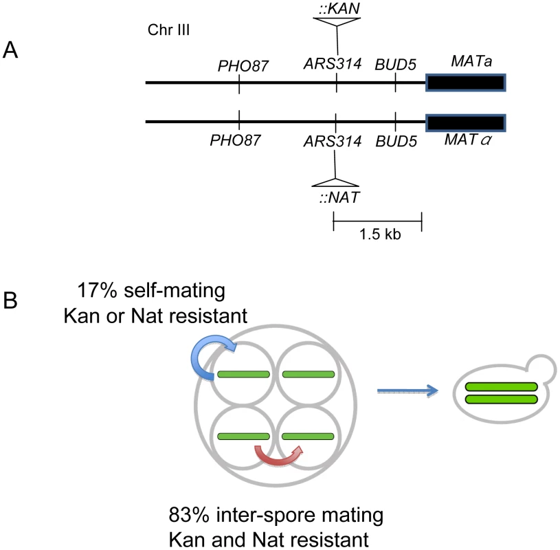 Mating patterns in <i>S. cerevisiae</i> tetrads.