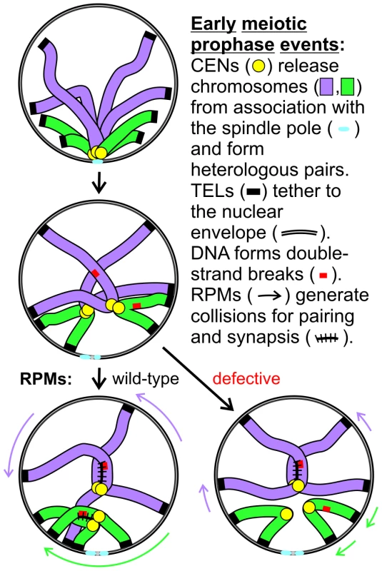 Model for RPM contribution to pairing.