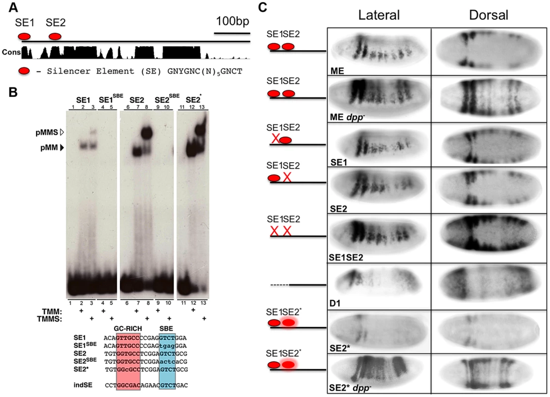 The <i>msh</i> CRM contains BMP Silencer Elements contributing to dorsal repression.