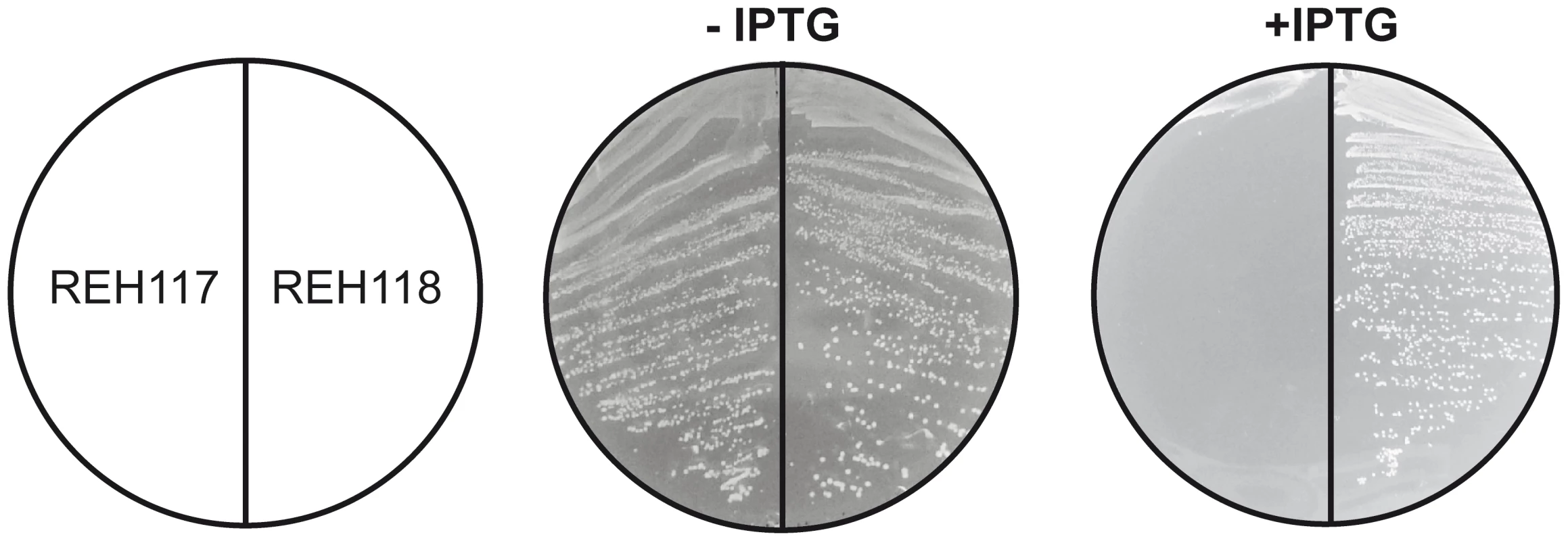 Expression of the <i>Sa</i>FapR<sub>G11V, L132W</sub> superrepresor is lethal for <i>S. aureus</i> and fatty acid supplementation cannot overcome growth inhibition.