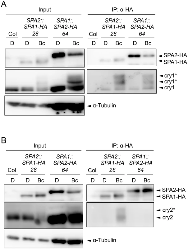 SPA2 associates with cry1 in B but not with cry2.
