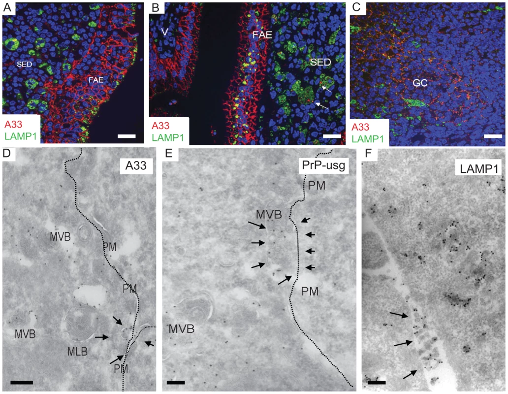 The endothelial marker A33 is found in FAE and SED of Peyer's patches from wt mice.