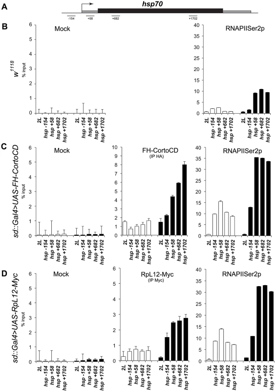 Occupancy of the <i>hsp70</i> gene by CortoCD and RPL12 is enhanced upon heat shock.