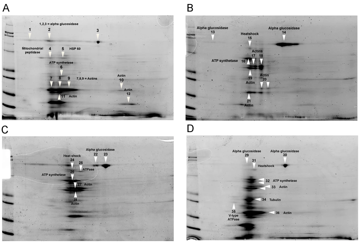 2-dimensional electrophoresis of midgut tissues of honey bees fed different concentrations of fumagillin.