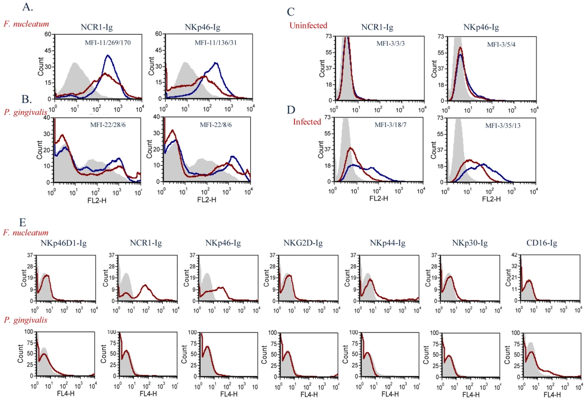 Direct binding of NCR1 and NKp46 to <i>F. nucleatum</i>.