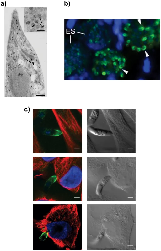 EtMIC3 is a microneme protein.