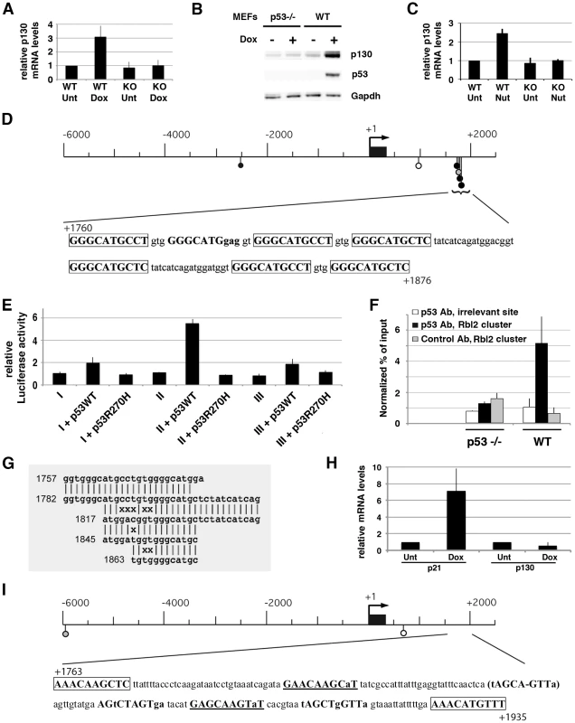 Murine <i>Rbl2/</i>p130 is a p53 target gene.