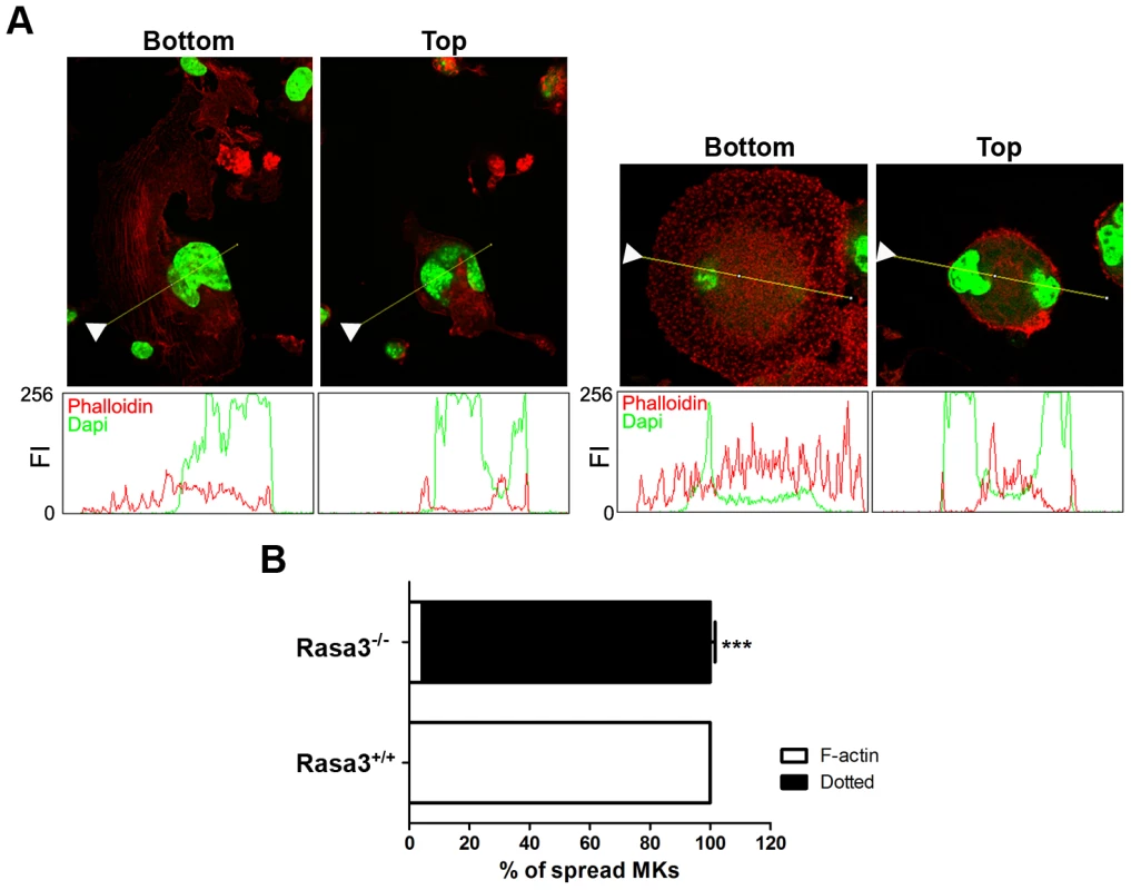 Abnormal actin cytoskeleton organization in megakaryocytes derived from Rasa3<sup>−/−</sup> fetal liver cell culture.