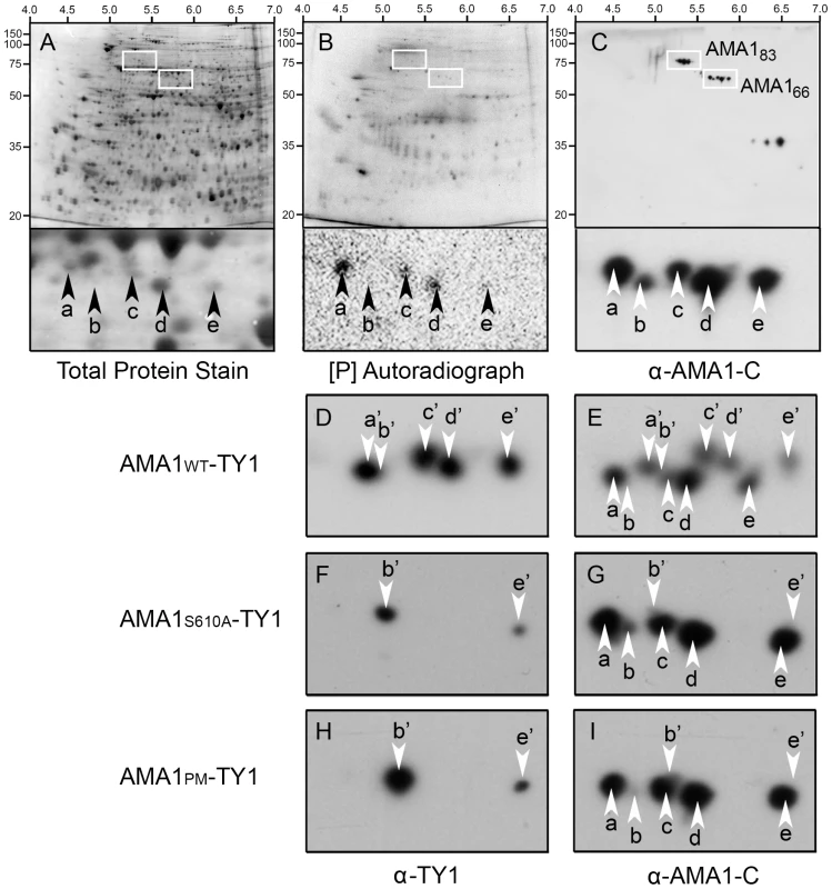 Two dimensional gel analyses confirm that <i>P. falciparum</i> AMA1 is phosphorylated at S610 <i>in vivo</i>.